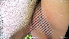 Wet Spice K9Lady Ariel 05 (1) (1)