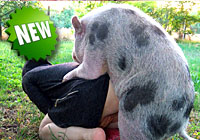 Boar sex Ariel - K9Lady - sex with pig - sex with boar